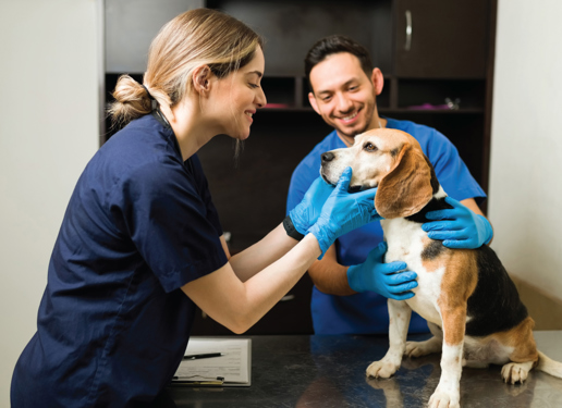Loans for Veterinary Bills When You Have Bad Credit